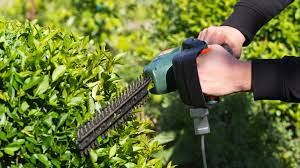 Hecke schneiden ist nicht gleich hecke schneiden. Gesetz Wann Darf Ich Meine Hecke Schneiden Ndr De Ratgeber Garten Zierpflanzen