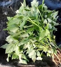 Flores offers many traditional villages but saga is definitely the one to go. Cowpeas Kunde Likhubi Malisho Bora