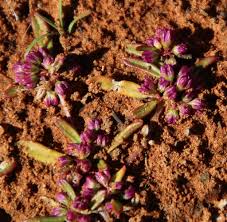 Image result for Gisekia africana