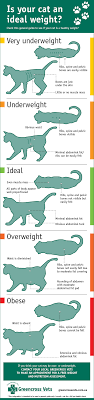 There are a number of possible causes of weight loss or gain in cats, including medical conditions and overfeeding/underfeeding. What S A Healthy Weight For My Cat Greencross Vets