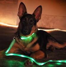 Nitebeam Led Lighted Dog Leash Lighted Dog Leash Dog Leads Dog Leads Leash