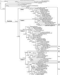 Image result for Rutidea