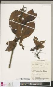 Image result for Tricalysia vanroechoudtii