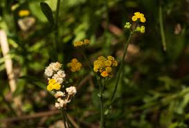 Image result for Nidorella resedifolia