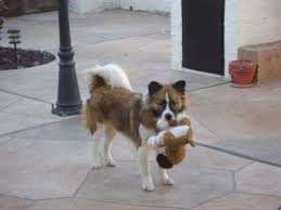 Black And White Saint Bernard Mix Corona Akita Saint Bernard Mix Allmutt Com Saint Bernard St Bernard Mix Akita