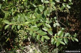 Image result for Ligustrum sinense