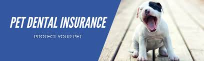 And keep in mind that any dental. Pet Dental Insurance Plans Updated 2021 365 Pet Insurance