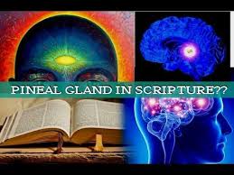 The 3rd Eye Is In The Bible Is The Pineal Gland Really Evil Biblical Truth About The 3rd Eye Youtube Pineal Gland Meditation Exercises Gland