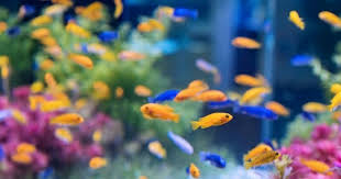 Sama halnya dengan ikan guppy. 9 Jenis Ikan Hias Air Tawar Mudah Dipelihara Anak Popmama Com