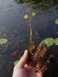 Image result for Utricularia