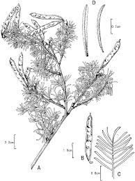 Image result for Sophora inhambanensis