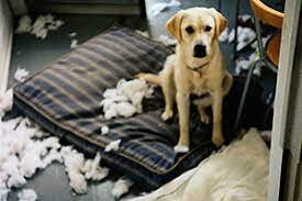 Destructive Chewing Aspca