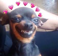 Top 28 Dog Memes Reaction Cute Animal Memes Cute Memes Funny Dog Memes