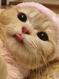 cute tongue cat in 2021 cute baby animals cute cat wallpaper cute animals