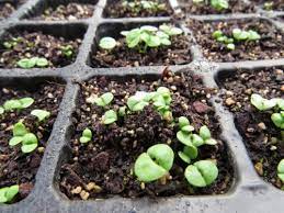 It takes just 22 days from seed to sale, so the rootball is underdeveloped. Basil How To Grow From Seed Rediscover