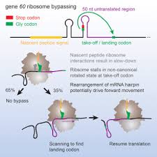 Ribosomal rna (rrna) found in the ribosomes and account for 80% of the total rna present in the cell. Coupling Of Mrna Structure Rearrangement To Ribosome Movement During Bypassing Of Non Coding Regions Sciencedirect