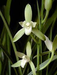 Cymbidium Orchid Care Cymbidium Orchids Care Orchids