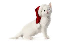 Find over 100+ of the best free cute kitten images. Hd Wallpaper Cute Santa Kitten White Cat With Santa Hat Nice Beautiful Wallpaper Flare