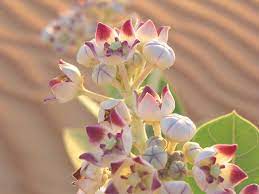 Desert Flower Desert Flowers Trees To Plant Flowers