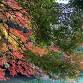 【Autumn Leaves - Best Viewing】 Oi Wharf Central event image