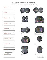 Many motivators misconception concerning the material they offer when meeting audiences. Solved Cells Alive Meiosis Phase Worksheet Match The Pi Chegg Com