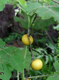 Image result for Solanum aculeatissimum