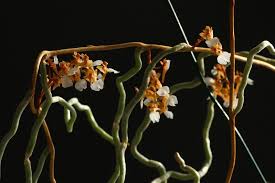 Image result for Microcoelia stolzii