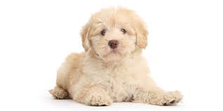 Specializing in hypoallergenic small breed puppies. Orlando Fl Puppies For Sale From Vetted Breeders
