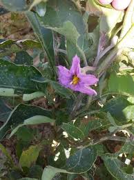 Image result for Solanum richardii