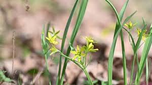 Image result for Cyrtanthus breviflorus