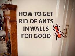 The boric acid powder causes neurological interruption which will cause the ants do dye off. How I Got Rid Of Ants In My Wall Tactics And Solutions School Of Bugs
