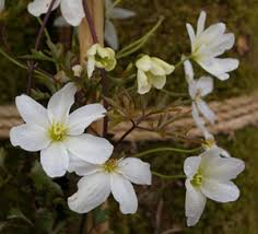 Maybe you would like to learn more about one of these? Clematis Cartmanii Avalanche