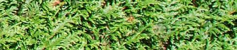 Nach dem pflanzen der koniferen besteht die pflege ihrer koniferen(hecke) aus drei tätigkeiten: Koniferenhecke Schneiden So Schneiden Sie Ihre Koniferen
