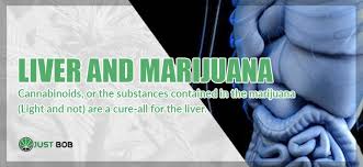 Cannabis Has A Positive Effect On Liver Diseases Justbob