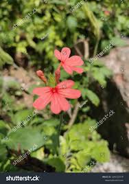 Image result for Crossandra nilotica