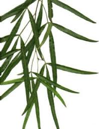 Image result for Searsia longipes