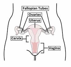 Image result for uterus