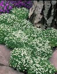 Trampnarv Hojd 15 Cm Gron Plantagen Perenner Planera Tradgard Plantering