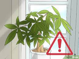 You can wait until the soil dries 2 to 4 inches deep before watering. 4 Ways To Care For A Money Tree Wikihow