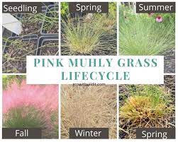 Expand your selection of delicate, airy foliage with this 2.5 gallon pot of pink muhly grass. Pink Muhly Grass 101 Complete Guide To Muhly Grass Growit Buildit