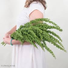 Image result for Rumex