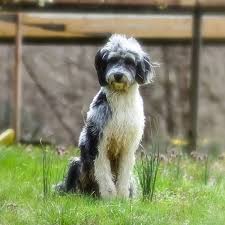 Browse thru our id verified puppy for sale listings to find your perfect puppy in your area. 1 Aussiedoodle Puppies For Sale In California Uptown