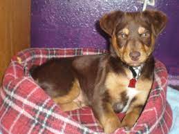 Are they different from black lab and the cute companion pet, cheagle (beagle chihuahua mix) will attract all. Its A Friend For Buster Chocolate Lab Rottweiler Mix I Want This Dog So Beautiful Rottweiler Lab Mix Puppy Rottweiler Mix Rottweiler