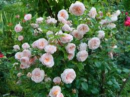 Check spelling or type a new query. Schloss Eutin Rose Photo Rose Bushes Landscape Shrub Roses Rose Bush