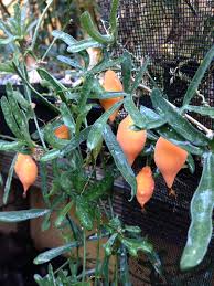 Image result for Trochomeria debilis