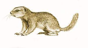 Squirrels pictures, photos & illustrations in this section you will find squirrels pictures, illustrations and graphics available to you for downloading california ground squirrel Solar Millennium Ridgecrest Mojave Ground Squirrel