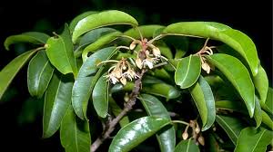 Image result for Lepisanthes senegalensis