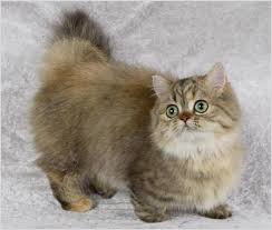 Check spelling or type a new query. Kucing Baka Napoleon 44 Foto Penerangan Ciri Ciri Penjagaan Kucing Dewasa Dan Kucing Petua Memilih