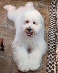 See more of goldendoodle puppies in tx on facebook. F1 Goldendoodle Puppies Texas Guide Pets News And Review