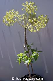 Image result for Steganotaenia